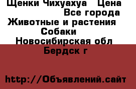Щенки Чихуахуа › Цена ­ 12000-15000 - Все города Животные и растения » Собаки   . Новосибирская обл.,Бердск г.